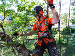 Arborist – Zubehör