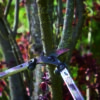 Astschere FELCO 211
